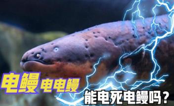_会放电的海洋动物_能放电的海洋生物