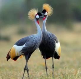 _濒危灭绝的动物有哪些_动物大亭2灭绝动物下载