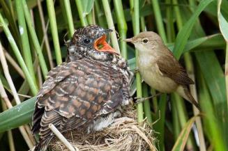 _寄生幼鸟掉养杀崽好吗_寄生幼鸟掉养杀崽可以吗