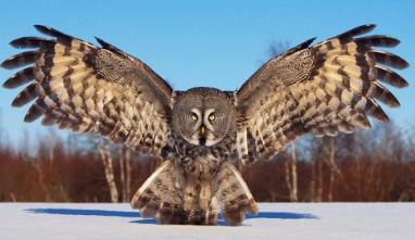 _模仿鸟翅膀的飞行器_模仿鸟发明了飞机