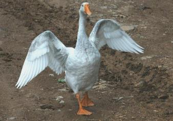 _鹅是家禽还是飞禽_鹅是家禽之王