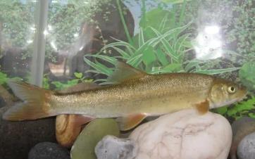 云南裂腹鱼养殖基地_云南裂腹鱼养殖技术_