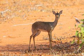 上羚羊谷官网__美国佩奇上羚羊谷门票