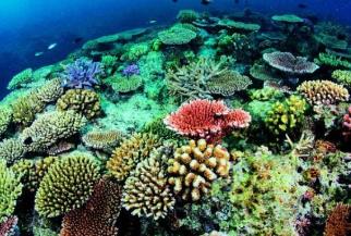 珊瑚海的范围__珊瑚海是哪