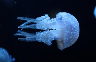 海蜇的世界_海洋动物海蜇_