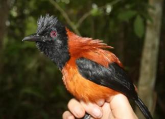 黑头鹎鸟是保护动物吗_黑头鹎鸟是几级保护鸟_