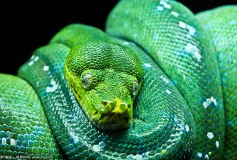 _翡翠树蟒蛇长什么样_翡翠巨蟒蛇头