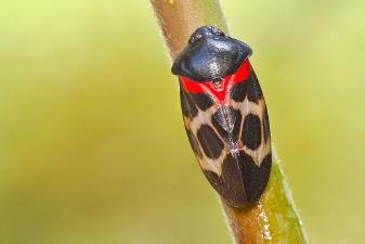 世界上跳得最高的动物：沫蝉，自身高度100倍（近70层楼高）_世界上跳得最高的动物：沫蝉，自身高度100倍（近70层楼高）_