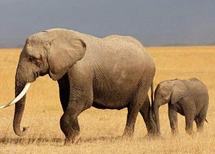 妊娠期最长的家畜是__最长孕期的动物