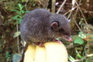 _陆生哺乳动物体型排名_陆生哺乳动物最大的是什么