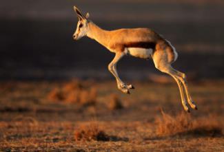世界上跳得最远的动物：藏羚羊（让人嫉妒的天赋）_世界上跳得最远的动物：藏羚羊（让人嫉妒的天赋）_