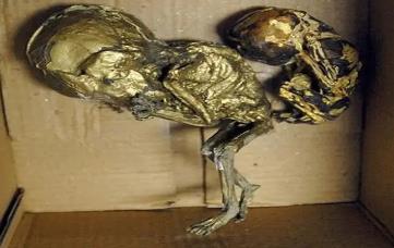 泰国人贩子案例__在泰国贩卖婴儿