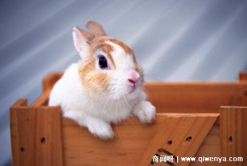 _马和兔怎么样_马兔属相合吗