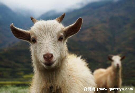 _马兔属相合吗_马和兔怎么样