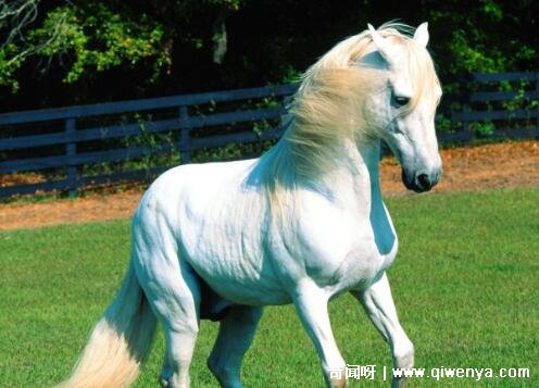 _马兔属相合吗_马和兔怎么样