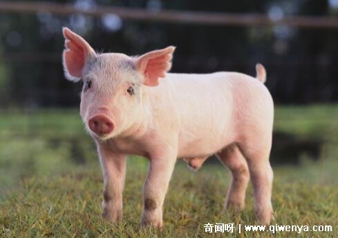 _什么生肖婚后最懒_最懒惰的生肖男