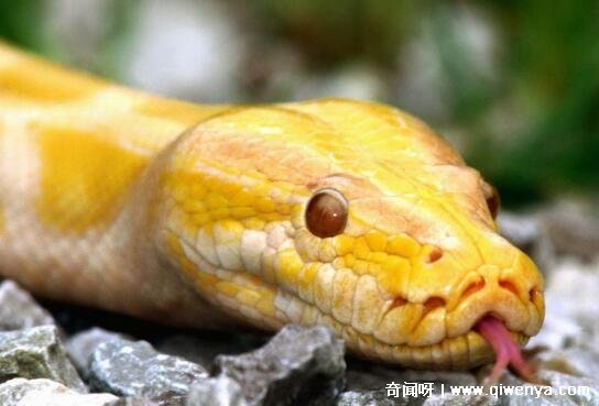 什么生肖婚后最懒_最懒惰的生肖男_