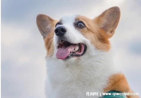 最懒惰的生肖男__什么生肖婚后最懒