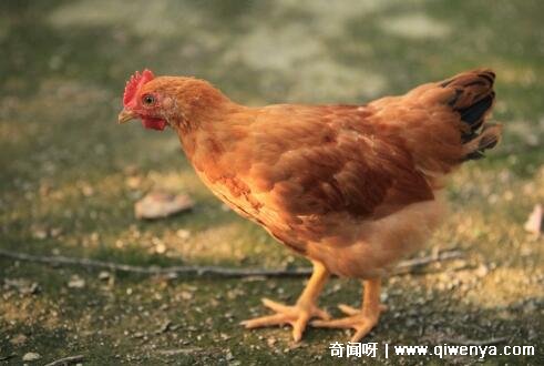 _最懒惰的生肖男_什么生肖婚后最懒