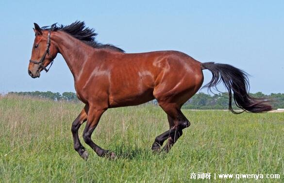 _生肖属相马_马猴生肖
