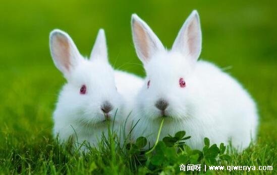 马猴生肖__生肖属相马