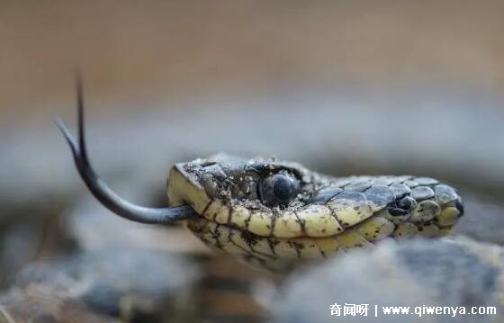 生肖属相马__马猴生肖