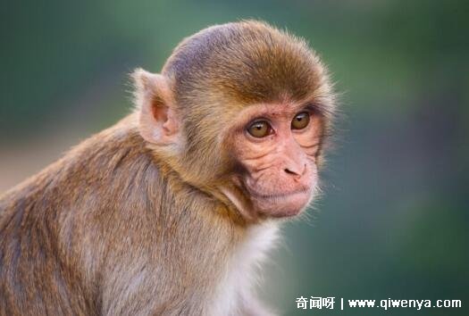 生肖属相马_马猴生肖_