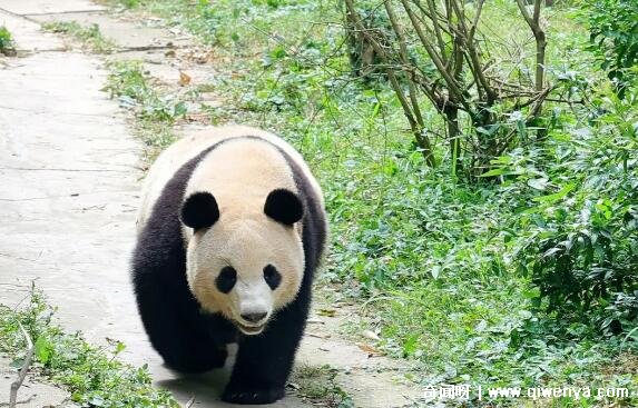 萌萌哒简笔画大全可爱动物_秒懂百科致命的危机_