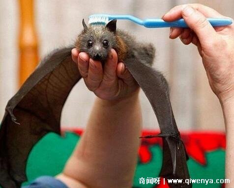 萌萌哒简笔画大全可爱动物__秒懂百科致命的危机