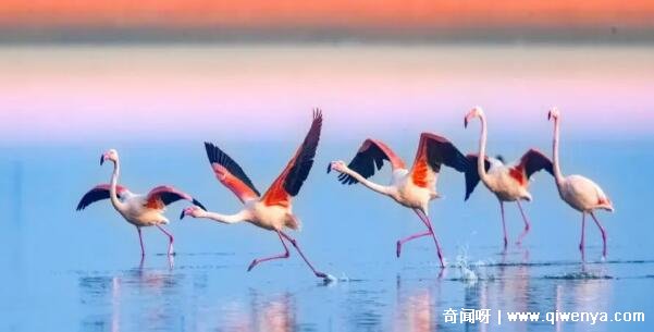 秒懂百科致命的危机_萌萌哒简笔画大全可爱动物_