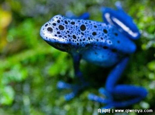 萌萌哒简笔画大全可爱动物__秒懂百科致命的危机