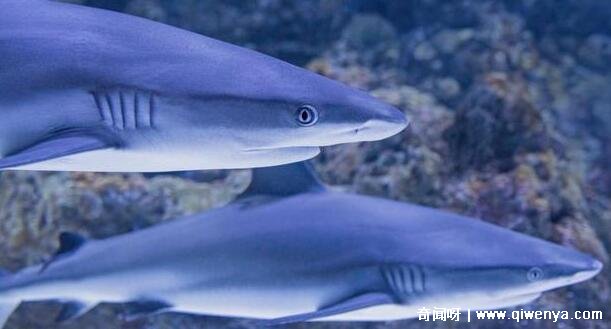 秒懂百科致命的危机__萌萌哒简笔画大全可爱动物