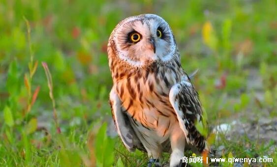 _秒懂百科致命的危机_萌萌哒简笔画大全可爱动物