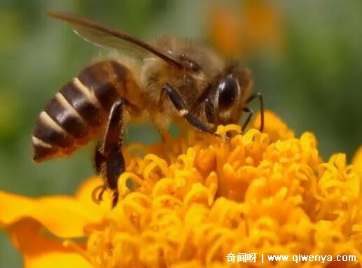 秒懂百科致命的危机__萌萌哒简笔画大全可爱动物