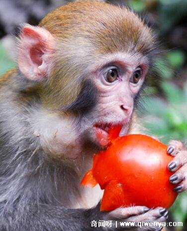 秒懂百科致命的危机__萌萌哒简笔画大全可爱动物