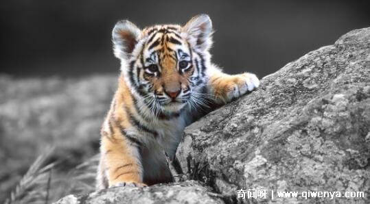 萌萌哒简笔画大全可爱动物_秒懂百科致命的危机_