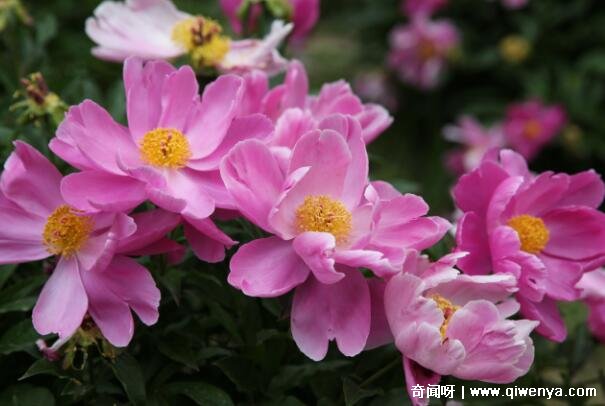 芍药为什么叫鬼花，可以驱鬼消除邪恶(花瓣像鬼魂的头发)_芍药为什么叫鬼花，可以驱鬼消除邪恶(花瓣像鬼魂的头发)_