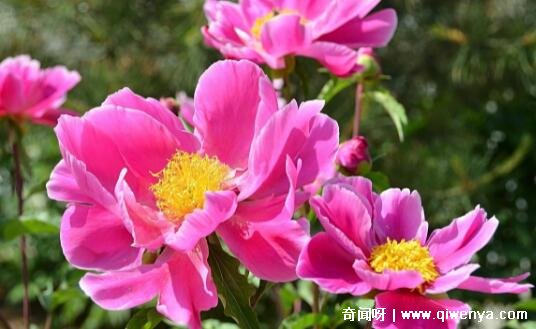 芍药为什么叫鬼花，可以驱鬼消除邪恶(花瓣像鬼魂的头发)__芍药为什么叫鬼花，可以驱鬼消除邪恶(花瓣像鬼魂的头发)