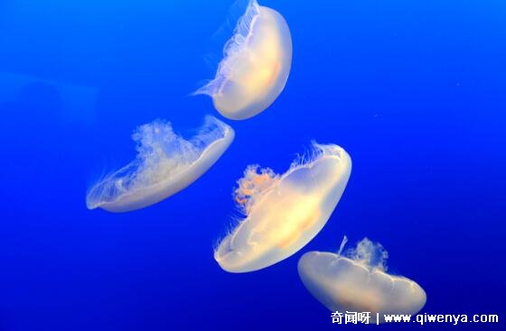 _张家口水母宫有动物吗_胎儿心脏复杂畸形有那么严重吗