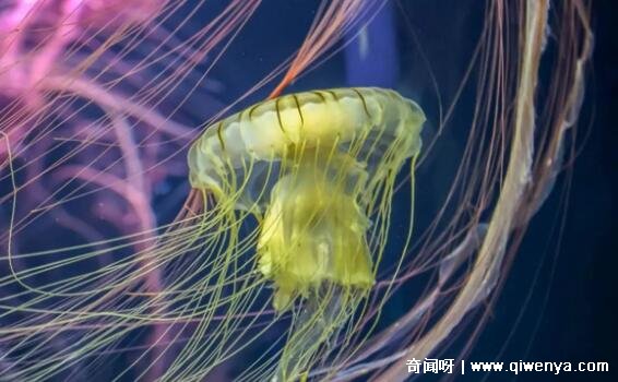 _胎儿心脏复杂畸形有那么严重吗_张家口水母宫有动物吗