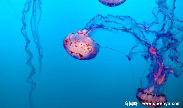 _张家口水母宫有动物吗_胎儿心脏复杂畸形有那么严重吗