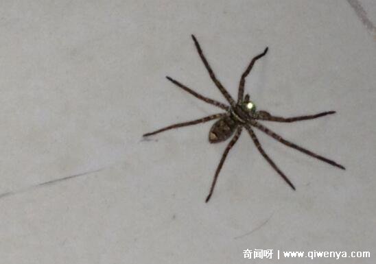 _打死蜘蛛会有报应吗_打死蜘蛛有毒吗