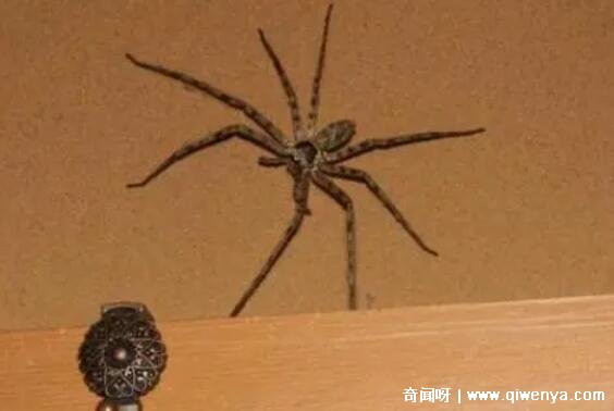 _打死蜘蛛会有报应吗_打死蜘蛛有毒吗