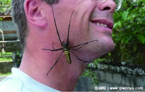 _人在睡觉蜘蛛会不会靠近人_蜘蛛会主动攻击人