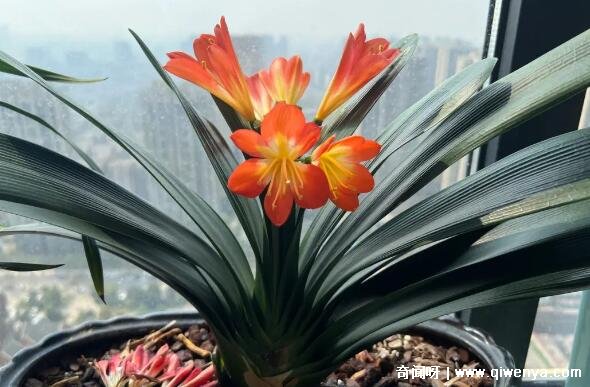 _君子兰对空气_君子兰空气净化作用