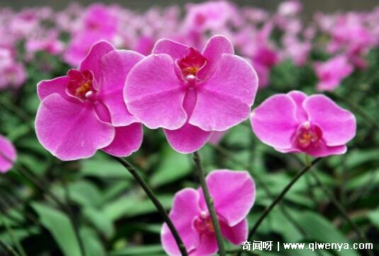 君子兰对空气__君子兰空气净化作用