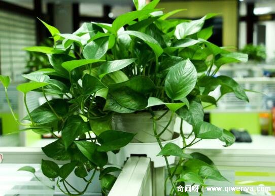 君子兰空气净化作用__君子兰对空气
