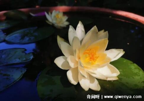 君子兰空气净化作用_君子兰对空气_