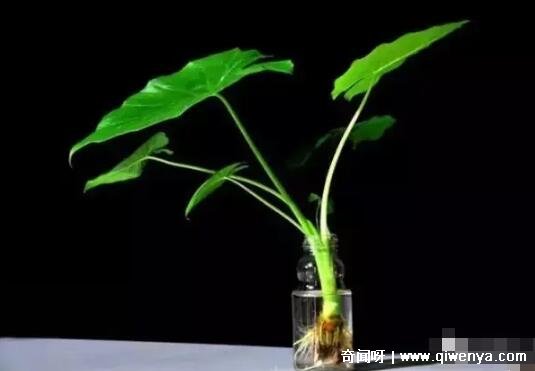 君子兰对空气_君子兰空气净化作用_