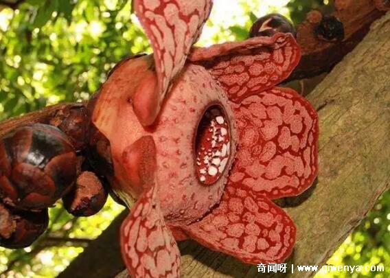 十大不吉利花图片，白色玫瑰代表的死亡葬礼(详细介绍)__十大不吉利花图片，白色玫瑰代表的死亡葬礼(详细介绍)